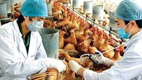 Health ministry guides H7N9 bird flu treatment - ảnh 1